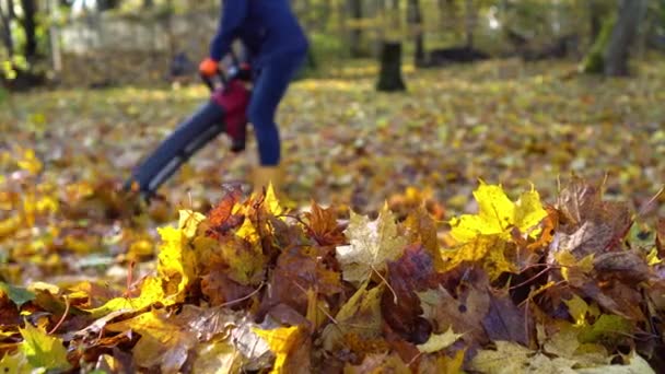 Tanımlanamayan işçi yaprak üfleyici araçla renkli yapraklar üflüyor — Stok video