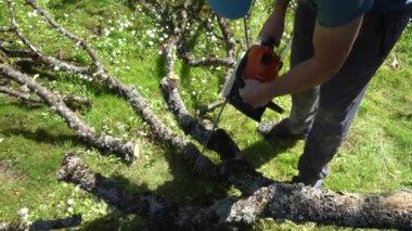 Zincirli testereli bahçıvan, devrilmiş ağacı kütüklere testereyle kesiyor. Gimbal