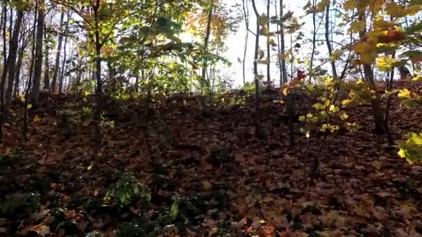 Rastreo de rayos solares que brillan a través de ramas de árboles — Vídeo de stock