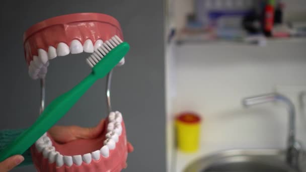 Dentista mostrando cepillado de dientes con cepillo de dientes en modelo artificial de boca de mandíbula — Vídeo de stock