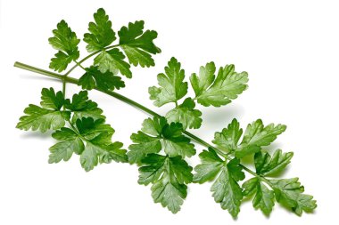 Maydanoz şube, izole