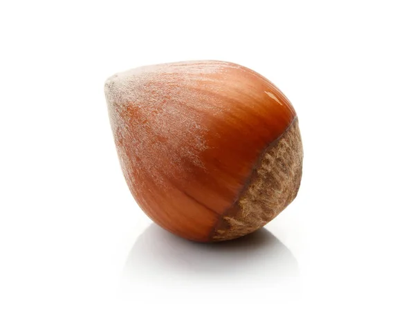 Shell Hazelnut isolated — Stock Photo, Image