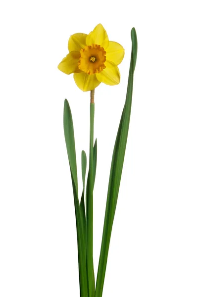 Narciso amarillo aislado — Foto de Stock