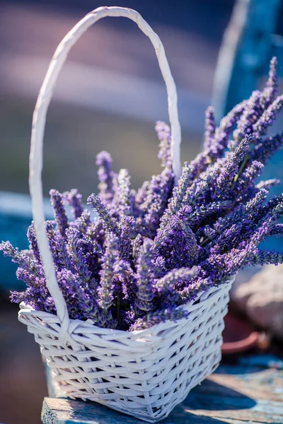 Bando de lavanda recém-cortada em uma cesta Imagens Royalty-Free