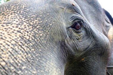 fil yakın kadar göz.