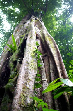 Ormanda büyük bir ağaç