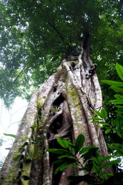 Ormanda çok yüksek ağaç