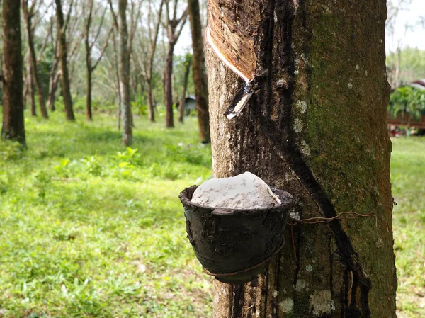 Gummitopf Auf Einem Baum Gummiplantage — Stockfoto