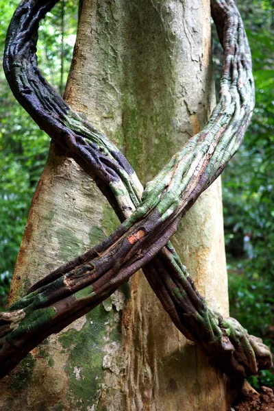 Großer Baum mit einer Weinrebe umwickelt — Stockfoto