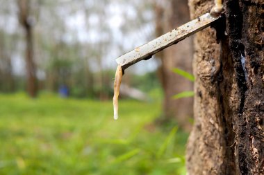 Kauçuk damlar bir plantasyon içinde bir ağaçtan