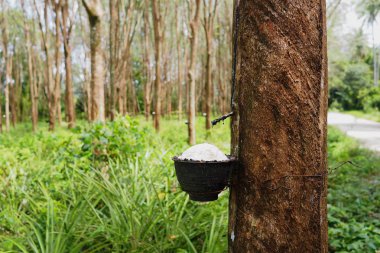 Kauçuk pot bir çiftlikte Tayland, Asya