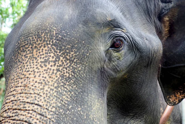 Elefánt a törzs és a szem, közelről — Stock Fotó