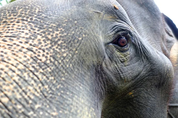 Large eye of an elephant