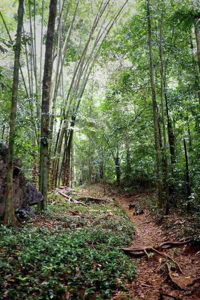 Jungle met pad door het — Stockfoto