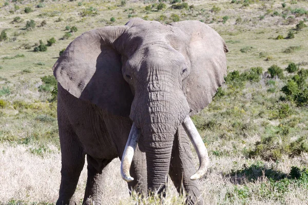 Elefante Grande Sudáfrica — Foto de Stock
