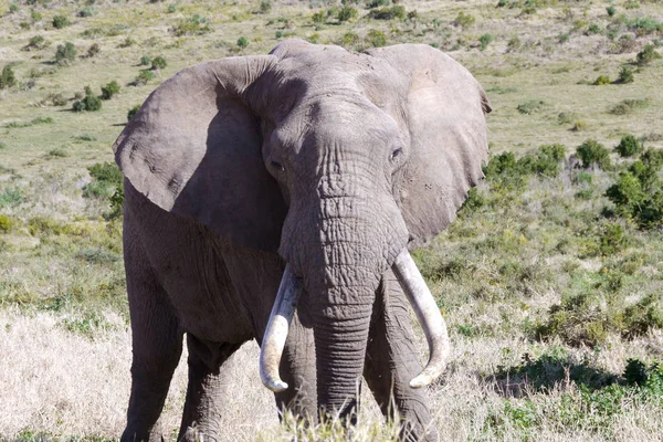 Elefante Grande África Sul — Fotografia de Stock