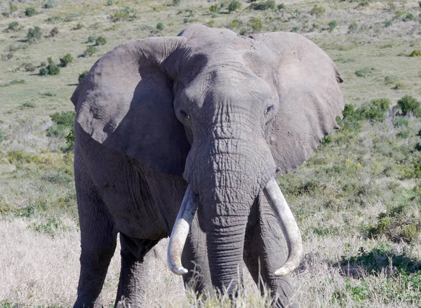 Elefante Grande África Sul — Fotografia de Stock
