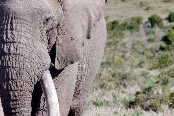 Elefante Grande África Sul — Fotografia de Stock