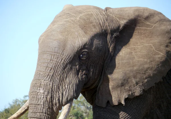 Elefante Grande África Sul — Fotografia de Stock