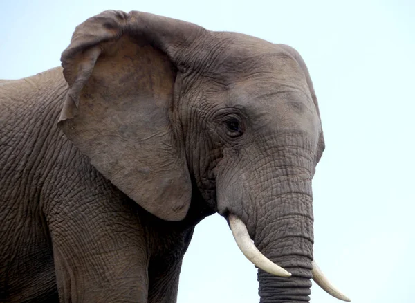 Elefante Grande África Sul — Fotografia de Stock