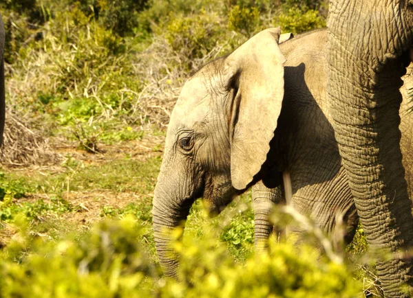 Güney Afrika Büyük Fil — Stok fotoğraf