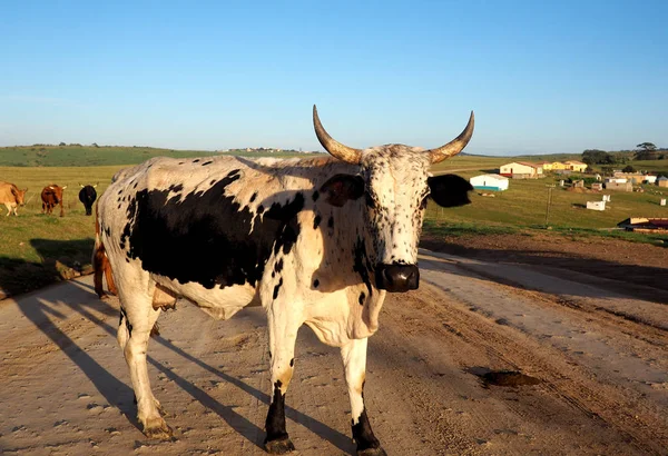 Large Nguni cow on a road in South Africa