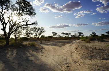 Savannah manzarası, yolda bölünmüş.