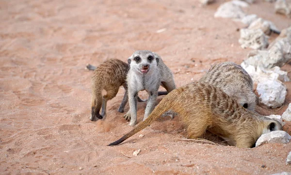 Roztomilé Meerkaty v jihoafrickém parku v poušti Kalahari — Stock fotografie