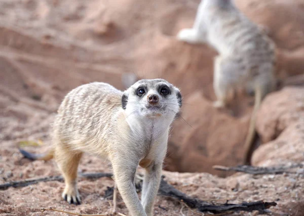 カラハリ砂漠の南アフリカの公園でかわいいMeerkat — ストック写真