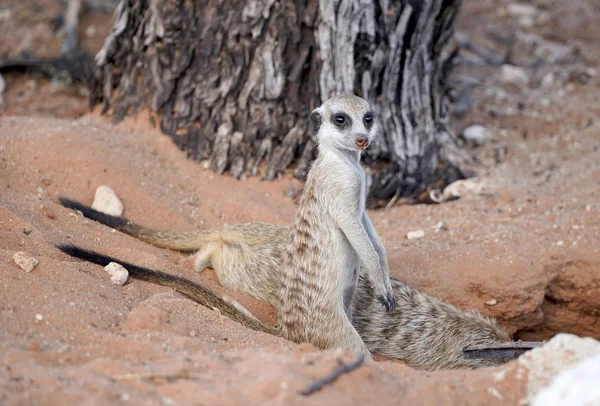 カラハリ砂漠の南アフリカの公園でかわいいMeerkat — ストック写真