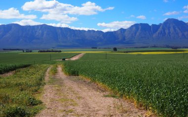 Yeşil bir arazide parlak sarı Canola tarlası
