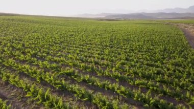 Akşam ışığında üzüm bağlarının üzerinde uçan