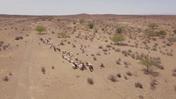 Antenne Von Ziegen Einer Wüstenlandschaft — Stockvideo