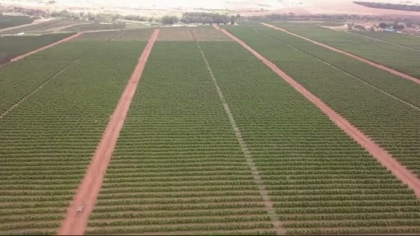 有葡萄藤的大片农田的空气 — 图库视频影像