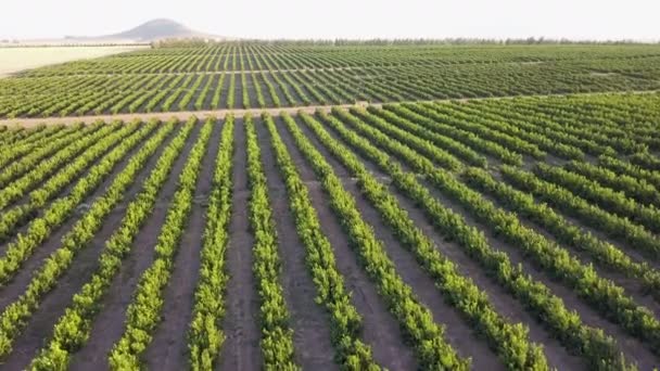 Aérien Grandes Terres Agricoles Avec Vignes — Video