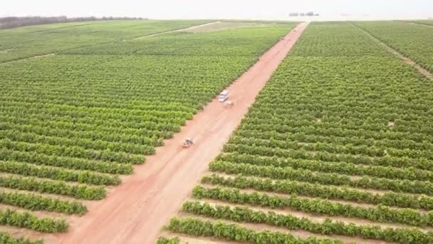 Luchtfoto Van Grote Landbouwgrond Met Wijnstokken — Stockvideo