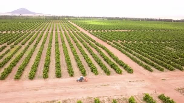 Luchtfoto Van Grote Landbouwgrond Met Wijnstokken — Stockvideo