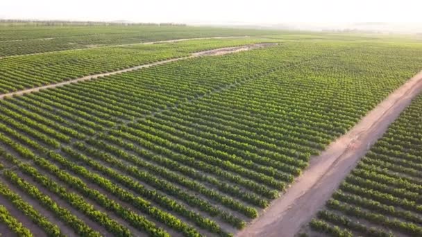 Luchtfoto Van Grote Landbouwgrond Met Wijnstokken — Stockvideo
