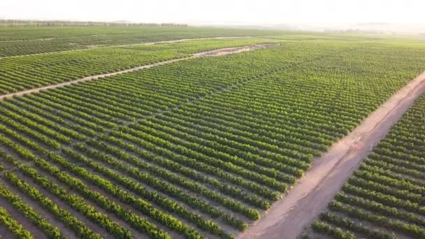 Antena Grandes Tierras Cultivo Con Vides Uva — Vídeo de stock