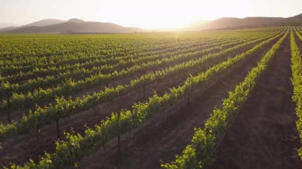 Luchtfoto Boven Druivenstokken Een Boerderij — Stockvideo