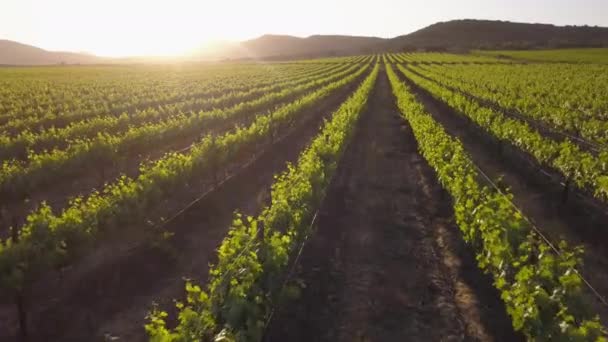 Bir Çiftlikte Üzüm Üzümlerinin Üzerinde Havadan — Stok video