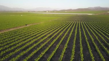 Bir çiftlikte üzüm üzümlerinin üzerinde havadan