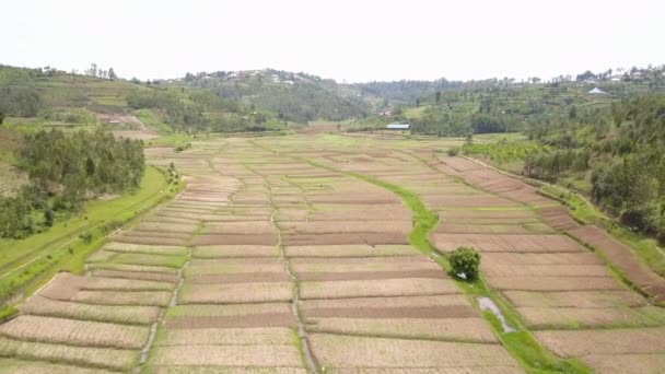 Small Farms Rural African Landscape Rwanda — Stock Video