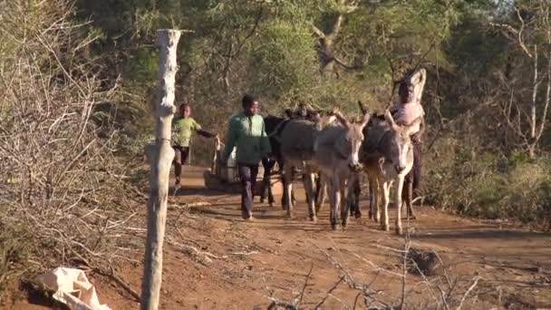 당나귀와 아프리카 마을의 어린이들 — 비디오