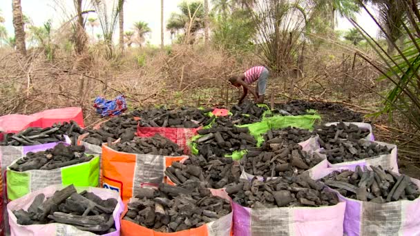 Quema Carbón Una Aldea Rural Africana — Vídeo de stock