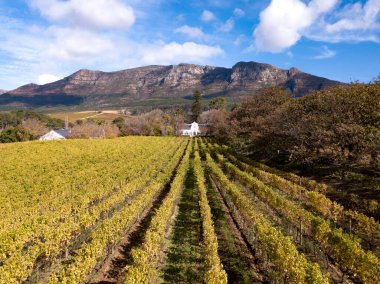 Cape Town, Güney Afrika 'da bir şarap çiftliğinin havası.
