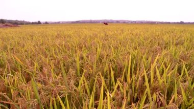 Asya, Filipinler 'deki pirinç çiftliği