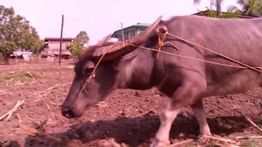 Öküz çapa çekiyor, Asya 'da toprak sürüyor.