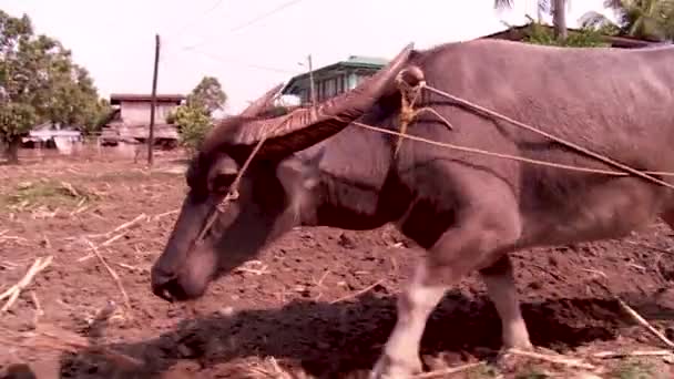 牛はアジアの土壌を耕し — ストック動画