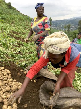 12 Temmuz 2019 - Kisungu, Ruanda: Orta Afrika, Ruanda 'da patates hasat eden çiftçiler